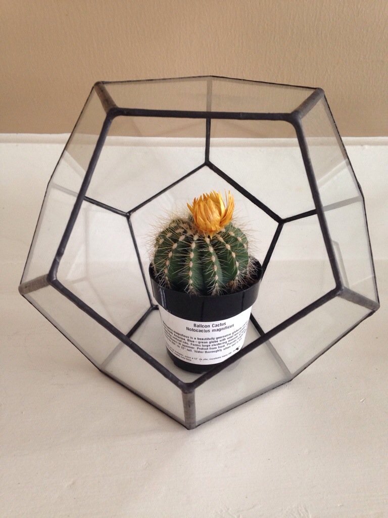 Notocactus magnificus in a dodecahedron terrarium.