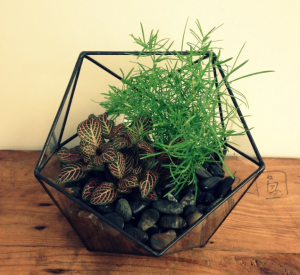 We are so excited to be carrying a new line of glass terrariums in the studio. We are lovers of all things vintage and antique, but did you know that we also have a soft spot in our hearts for the up-cycled? These uniquely shaped planters caught our eye right away. They are handmade by a Halifax company called Minimalistos. Minimalistos creates these unique glass pieces out of old window panes – what a fantastic way to keep old building supplies out of the landfill! The geometric shapes of these terrariums are the perfect accent to a contemporary space. Come in the studio and check them out!