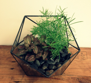 We are so excited to be carrying a new line of glass terrariums in the studio.  We are lovers of all things vintage and antique,  but did you know that we also have a soft spot in our hearts for the up-cycled?  These uniquely shaped planters caught our eye right away.  They are handmade by a Halifax company called Minimalistos.  Minimalistos creates these unique glass pieces out of old window panes – what a fantastic way to keep old building supplies out of the landfill!  The geometric shapes of these terrariums are the perfect accent to a contemporary space.  Come in the studio and check them out!